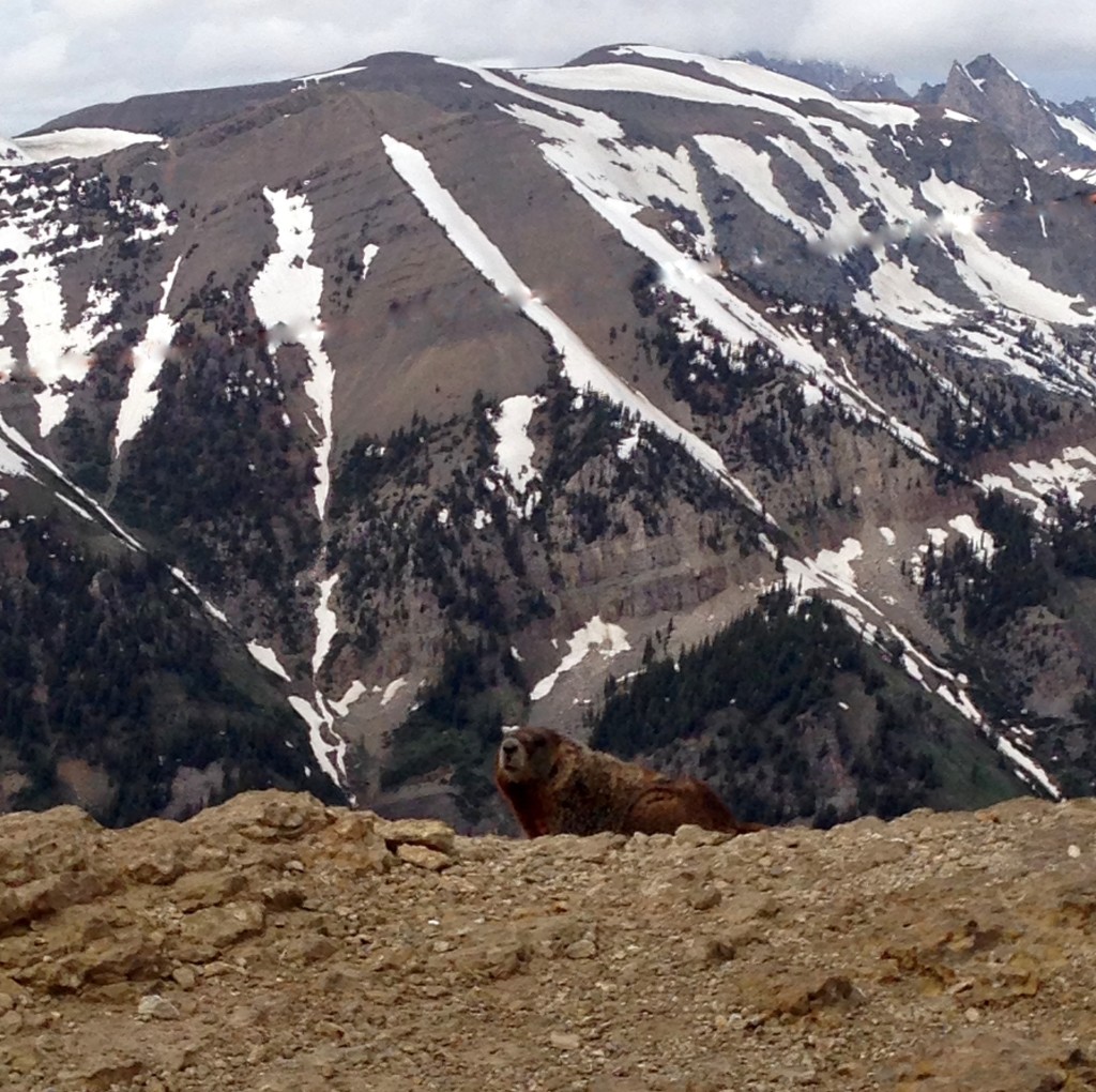 Travel Jackson Hole Marmot