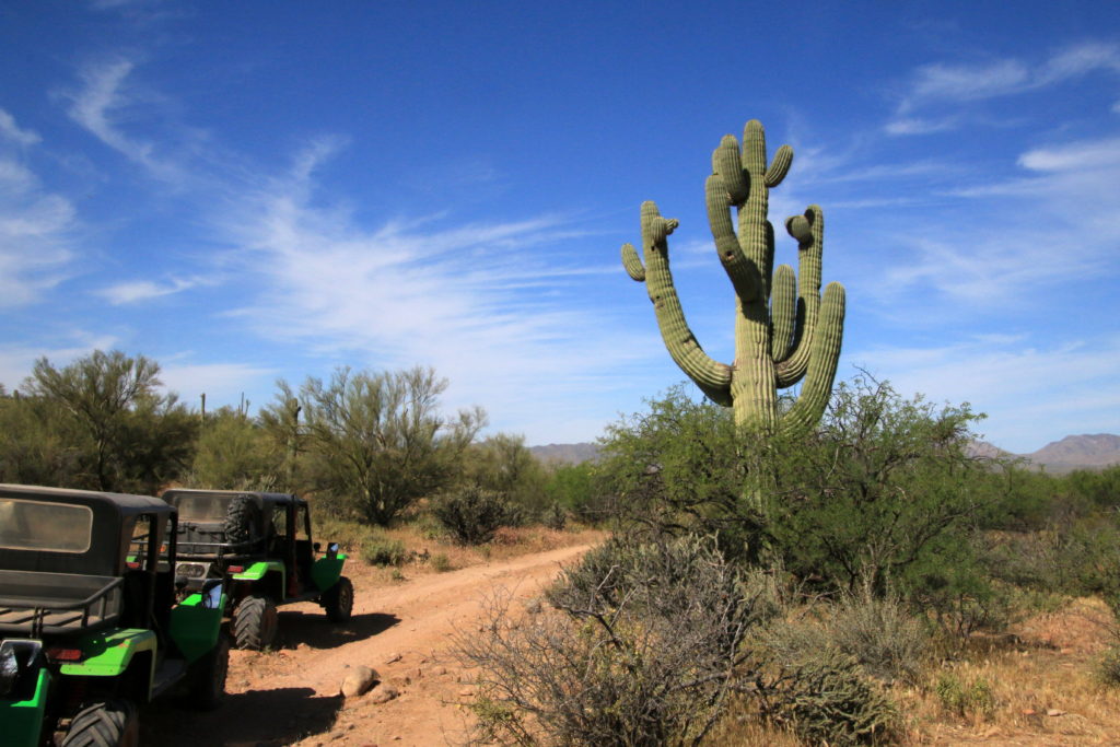 Impressive cacti greet visitors on the Green Zebra Desert Jeep Tour, which includes stops for information about the vegetation by the lead-vehicle guide.